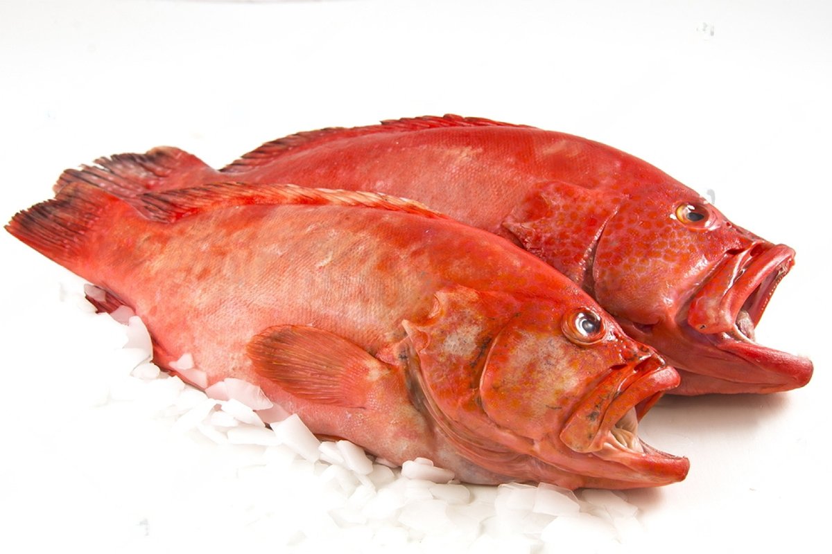 Two vibrant red rockfish on a bed of ice, showcasing their fresh catch quality.