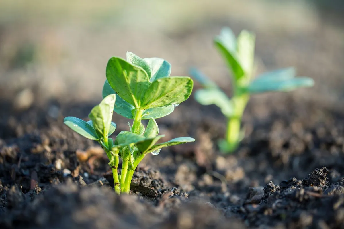 Young speckled butter bean plants emerging from fertile soil in early growth stage