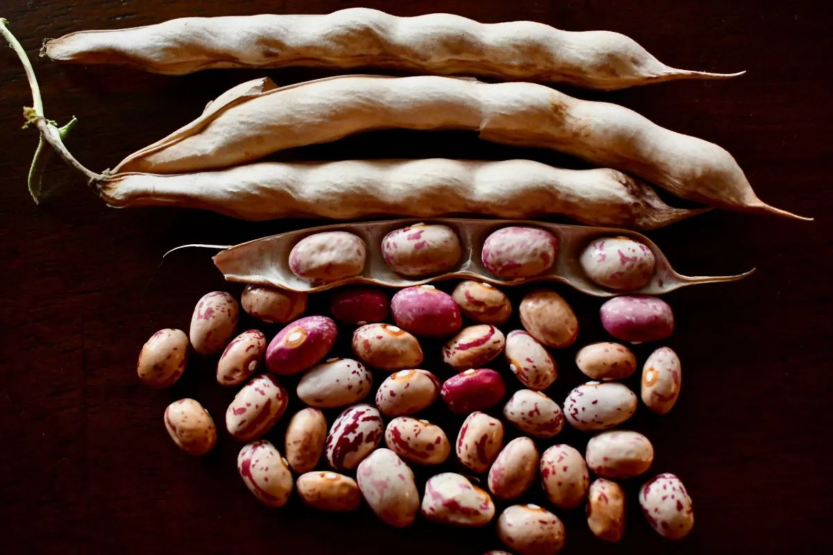 Dried speckled butter beans with open pods on a wooden surface