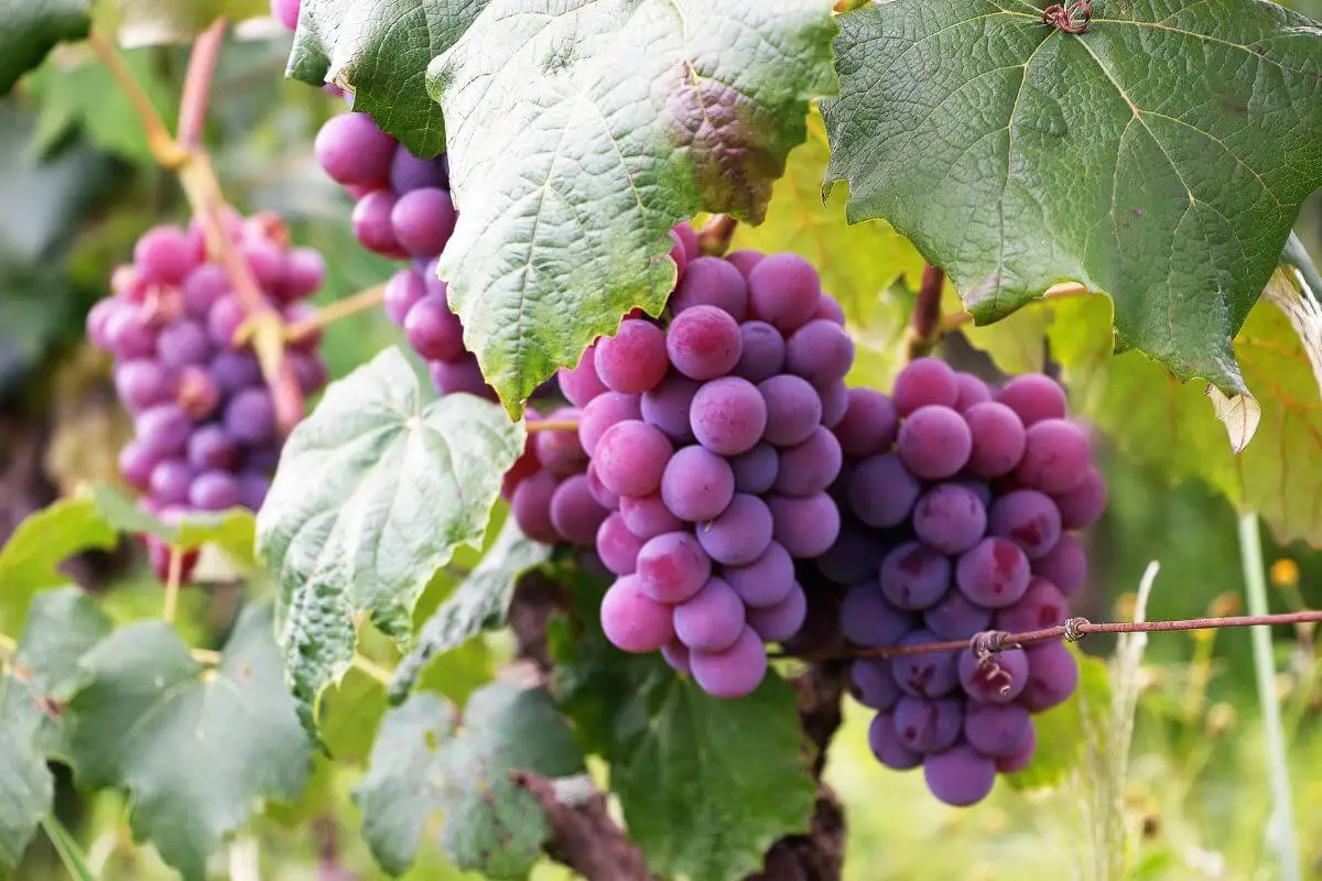 Ripe purple grapes on the vine.