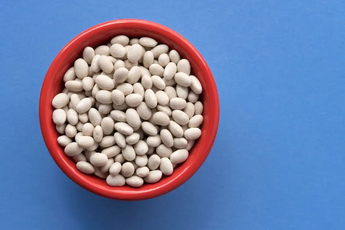 Bowl of dry navy beans on a blue background