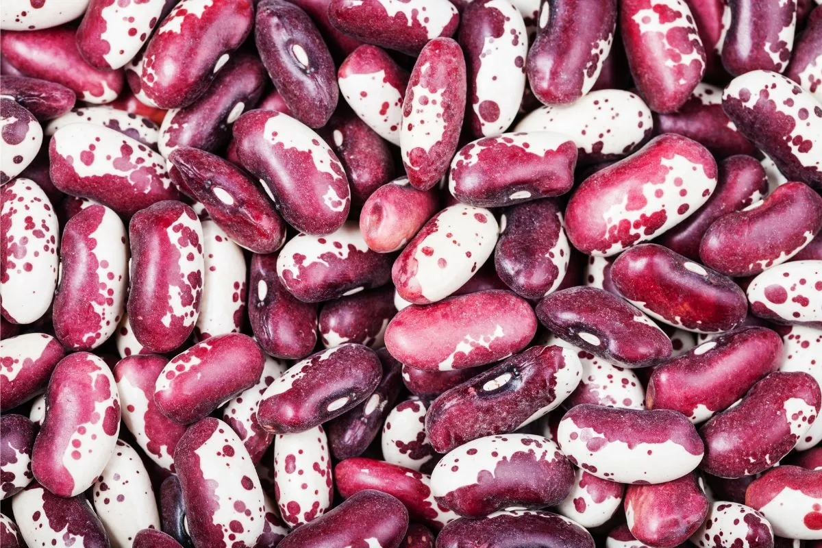 Close-up of raw speckled butter beans showcasing their unique red and white patterns